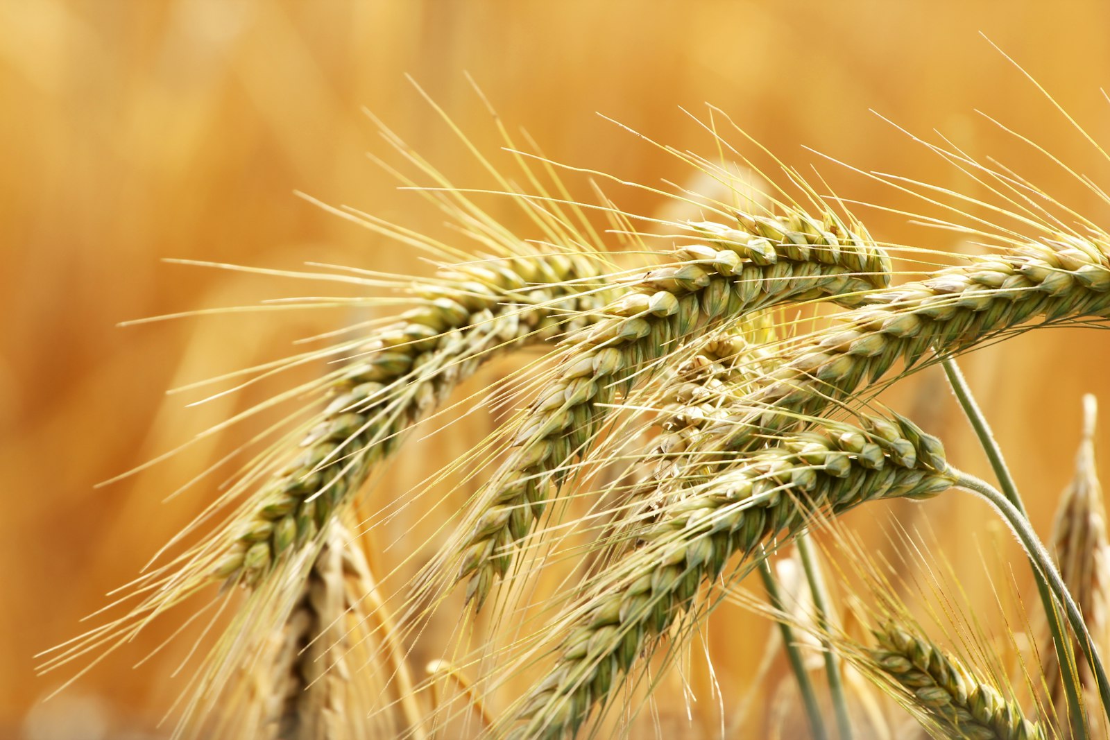 Close-up of golden Japanese barley ears in a field, ready for harvest.