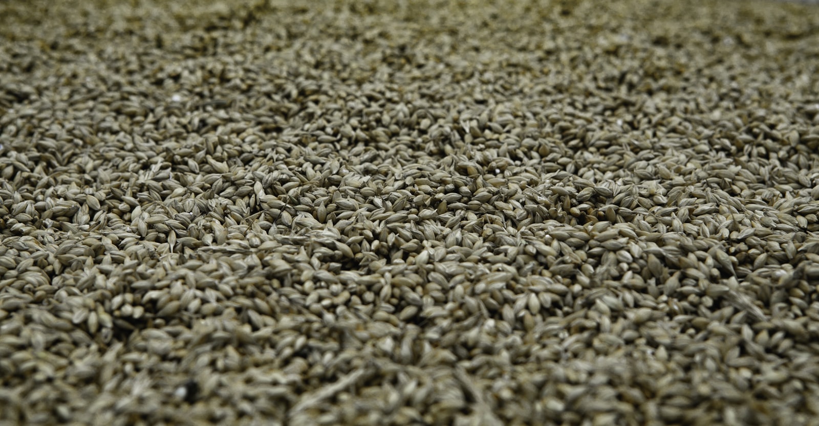 Malted barley spread across a malting floor