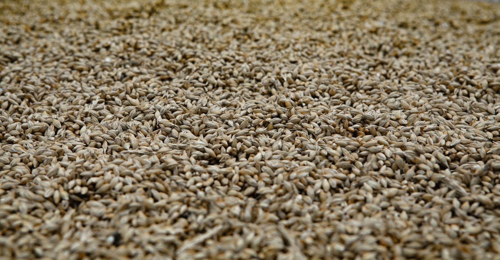A deep bed of pale malted barley grains spread across a malting floor